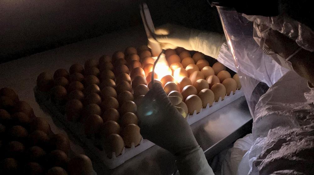 Un científico fue registrado al trabajar con huevos de gallina en un laboratorio de Sao Paulo, donde desarrollan el primer inmunizante brasileño anticovid. 