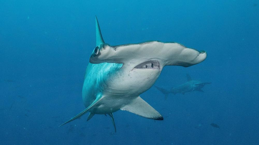 Cassiopeia, una hembra de tiburón martillo.
