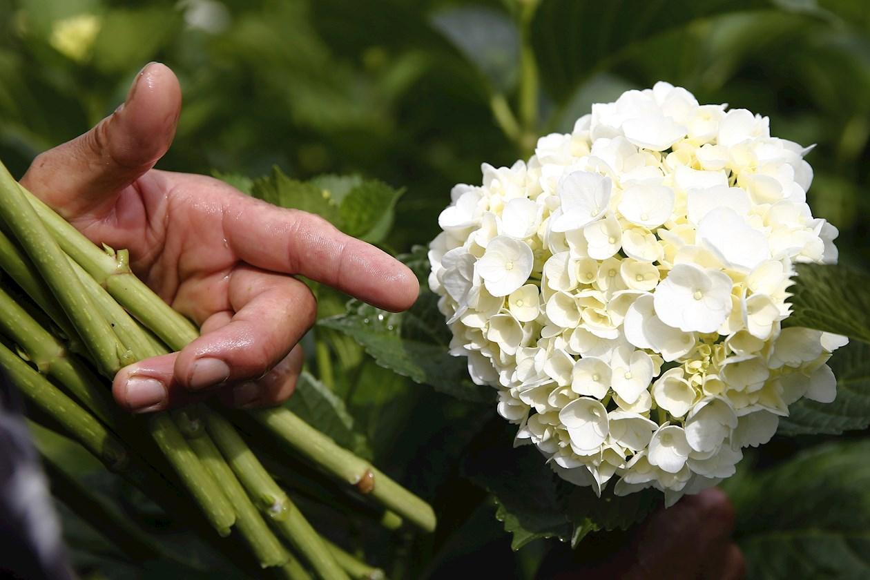Cultivos de hortensias, en Carmen de Viboral, Antioquia.