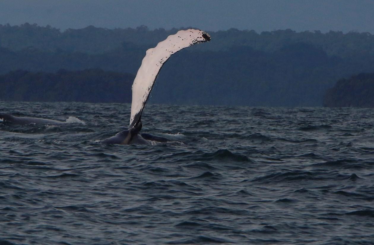 Las ballenas llegan hasta las cálidas aguas para aparearse y dar a luz a sus crías.