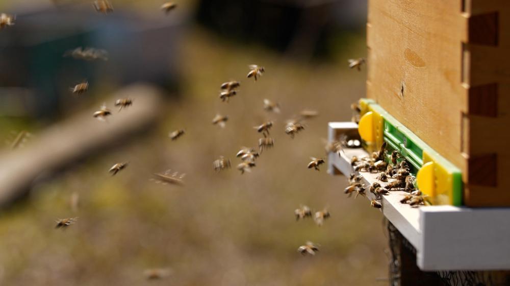 Abejas en sus colmenas.