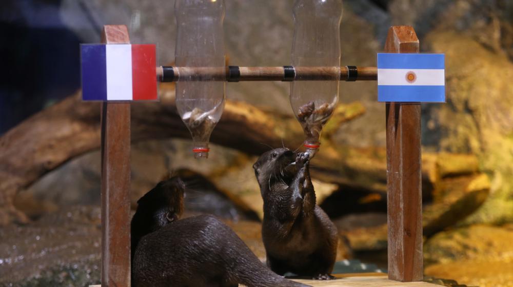 Dos nutrias comen pescado, que sacan de unas botellas.