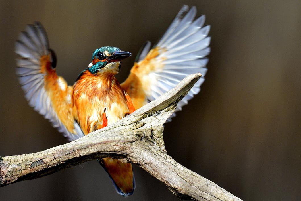 Un martín pescador común (Alcedo atthis) se posa en una rama de un árbol en Tiszaalpar, Hungría.