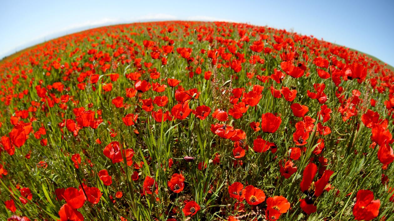 Kirguistán es tan famoso por sus amapolas como Holanda por sus tulipanes.