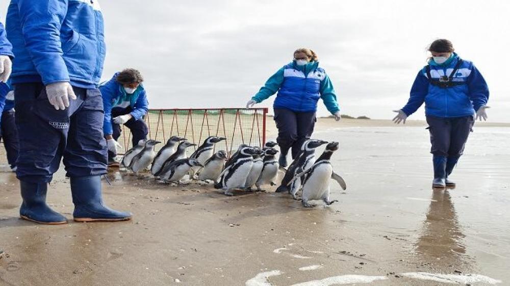 Una manada conformada por 17 pingüinos magallánicos (Spheniscud magellanicus) y un pingüino de penacho amarillo (Eudyptes chrysocome) regresó al mar.