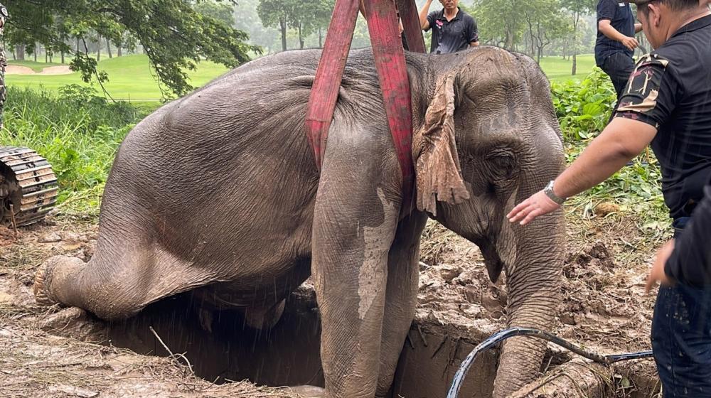 Un bebé elefante y su madre fueron rescatados este miércoles en los alrededores del Parque Nacional de Khao Yai de Tailandia tras desplomarse por una zanja de dos metros de profundidad. 