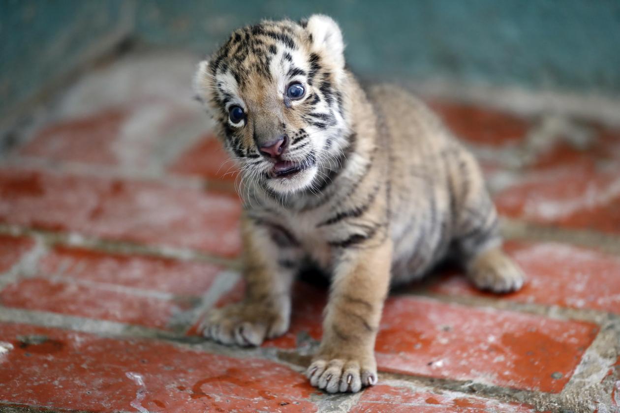 El cachorro de tigre de Bengala