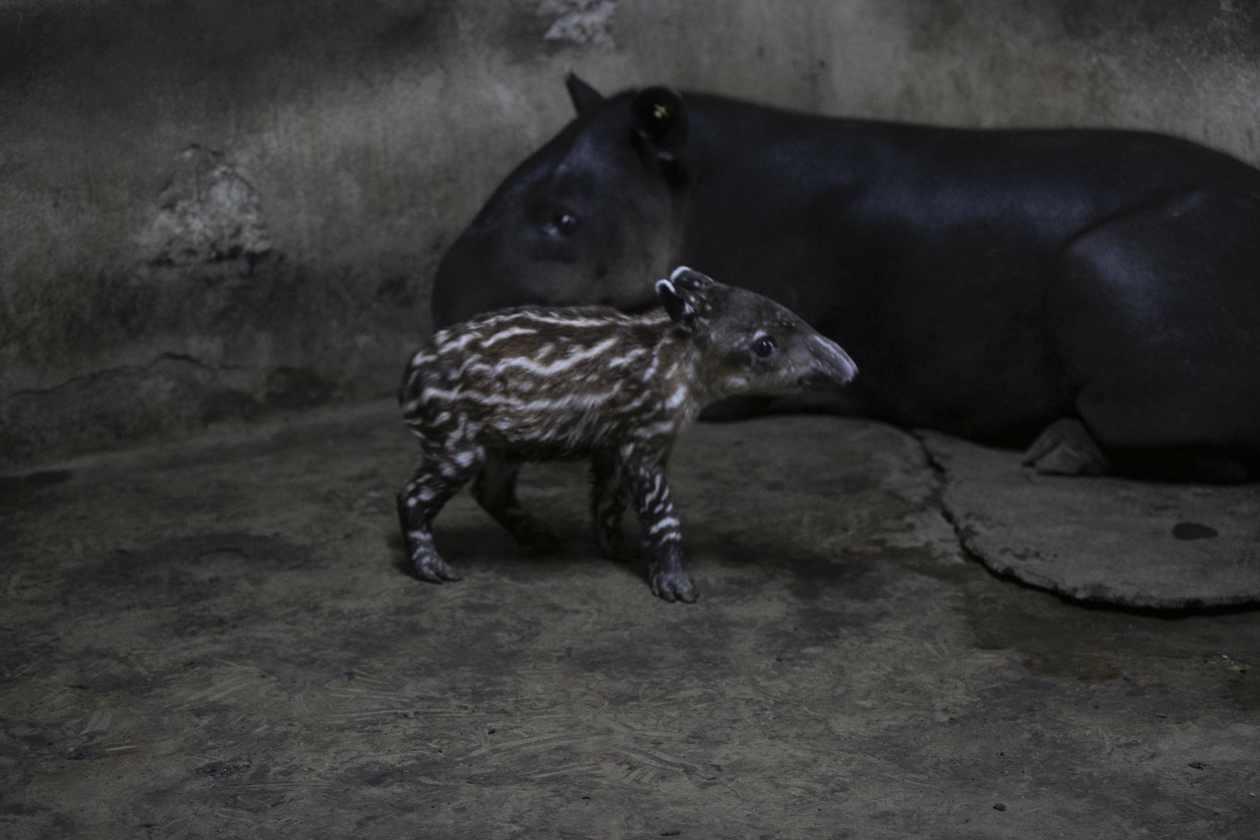 Nace pareja de tapires, en peligro de extinción, en Nicaragua.