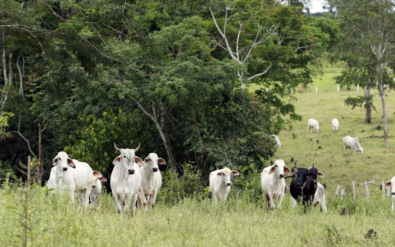 Ganado en hectáreas de selva amazónica, en San José del Guaviare.