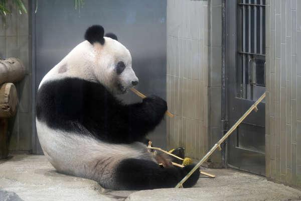 Miles de nipones se despiden del panda Xiang Xiang antes de su viaje a China.