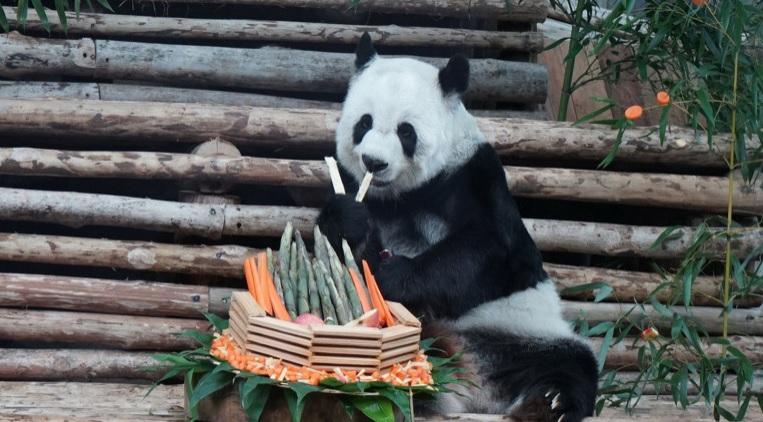 Lin Hui y su compañero panda llegaron al Zoo de Taliandia en octubre 2003 
