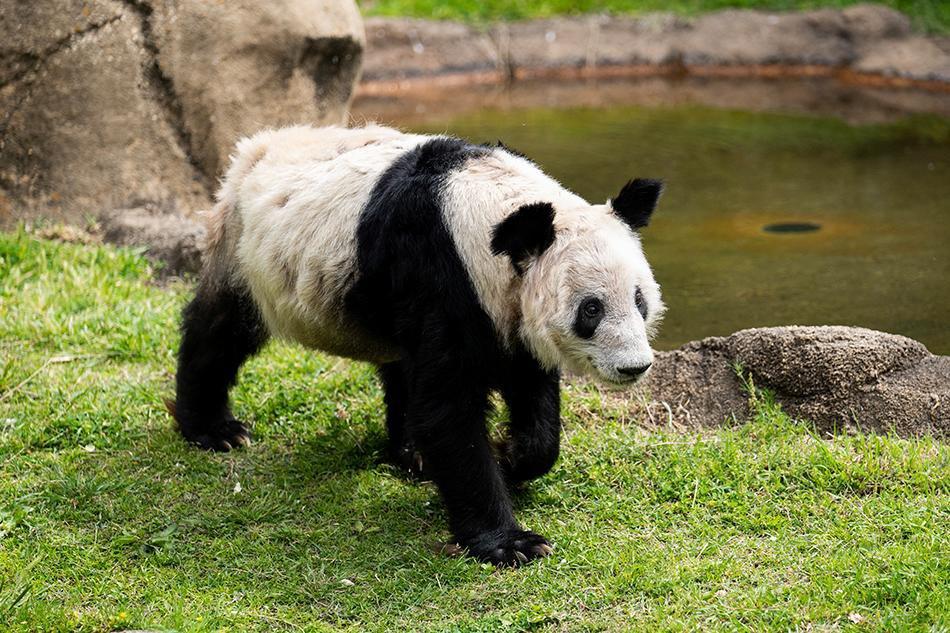 La salud de Ya Ya desmejoró en febrero por la muerte de su compañero Le Le en el zoológico de Memphis 