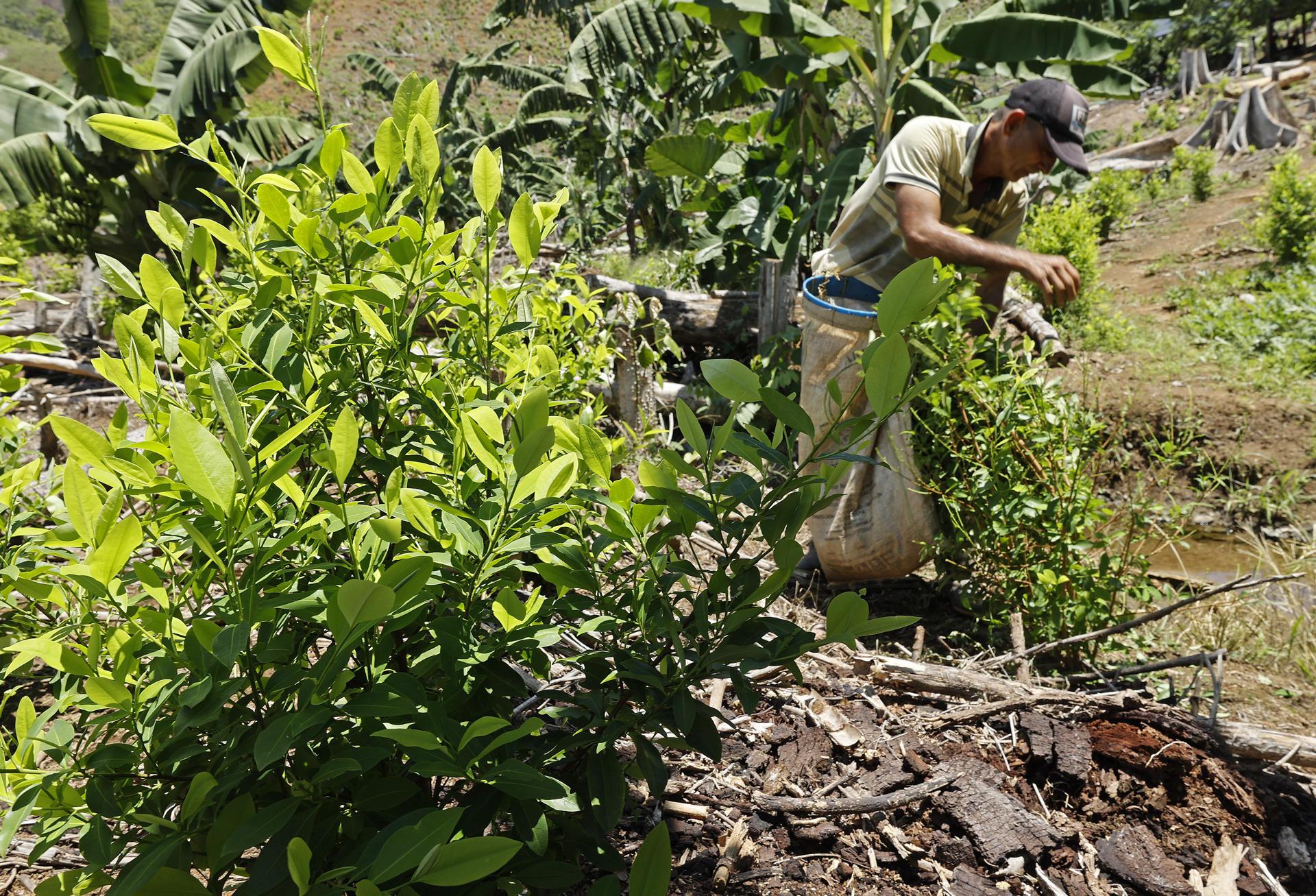 Campesinos en cultivo de coca.