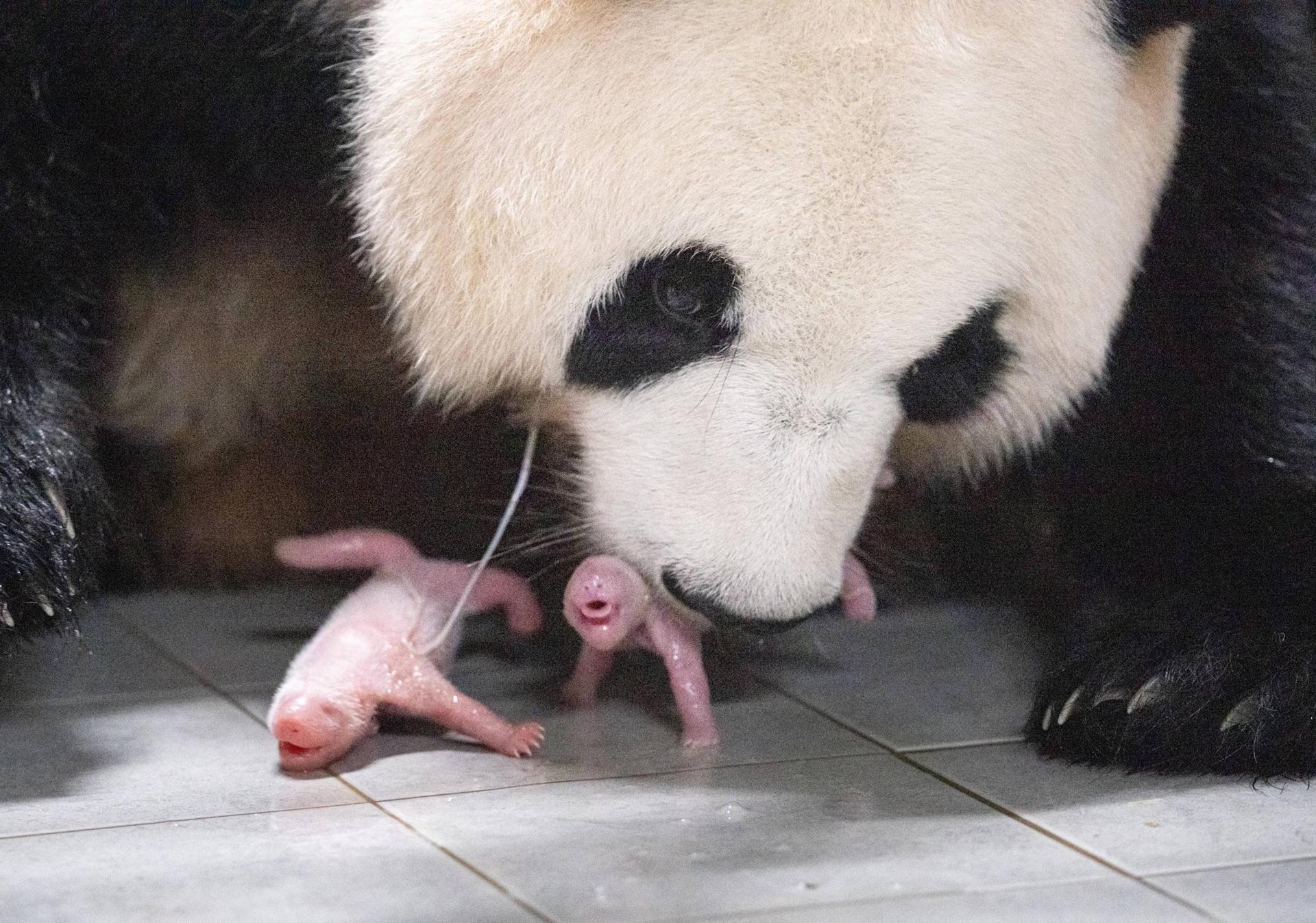 Gemelas pandas junto a su madre.