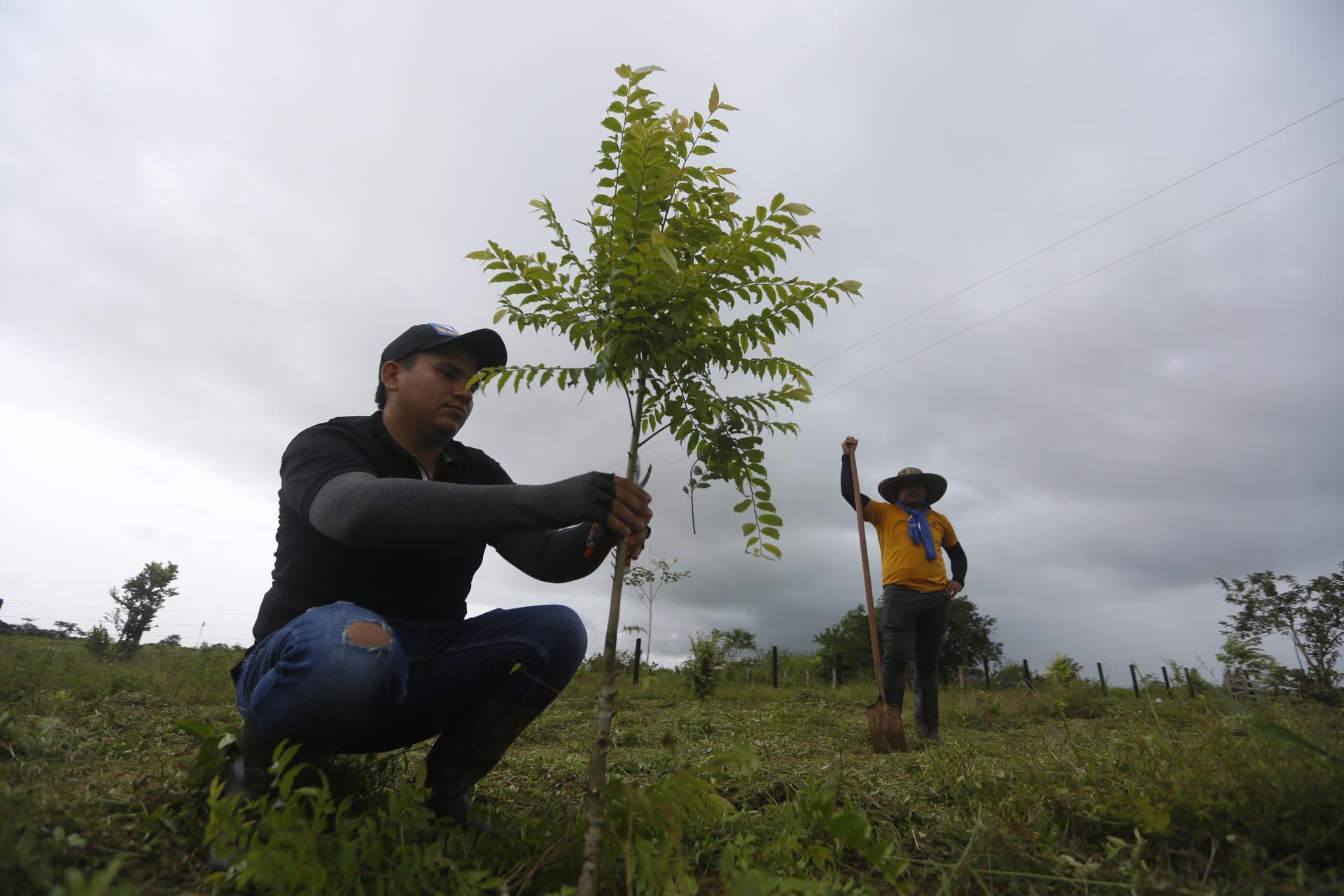 Campesino limpia un árbol en crecimiento en Calamar.