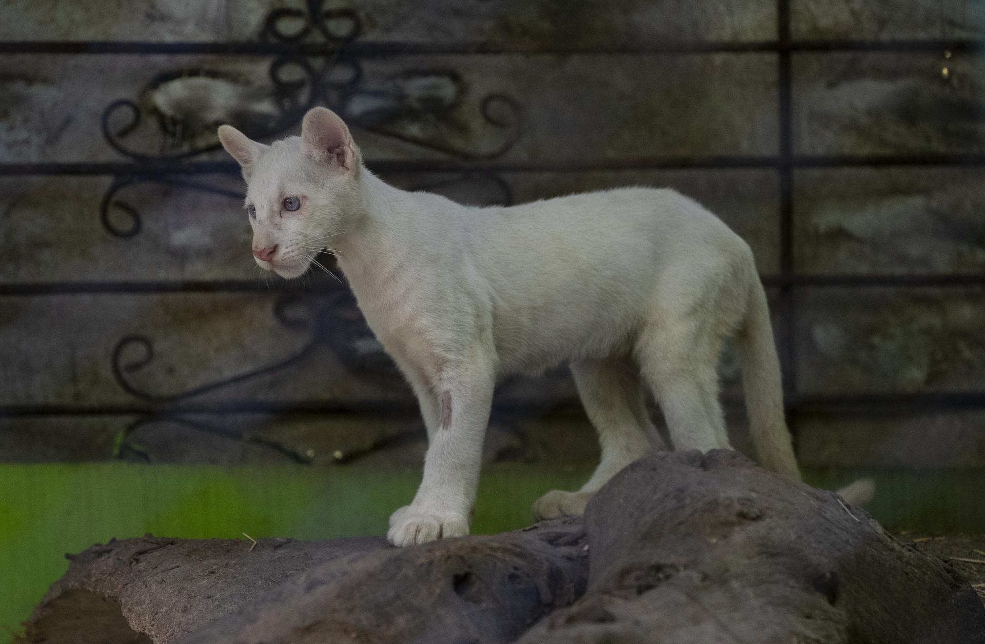 Puma albino.