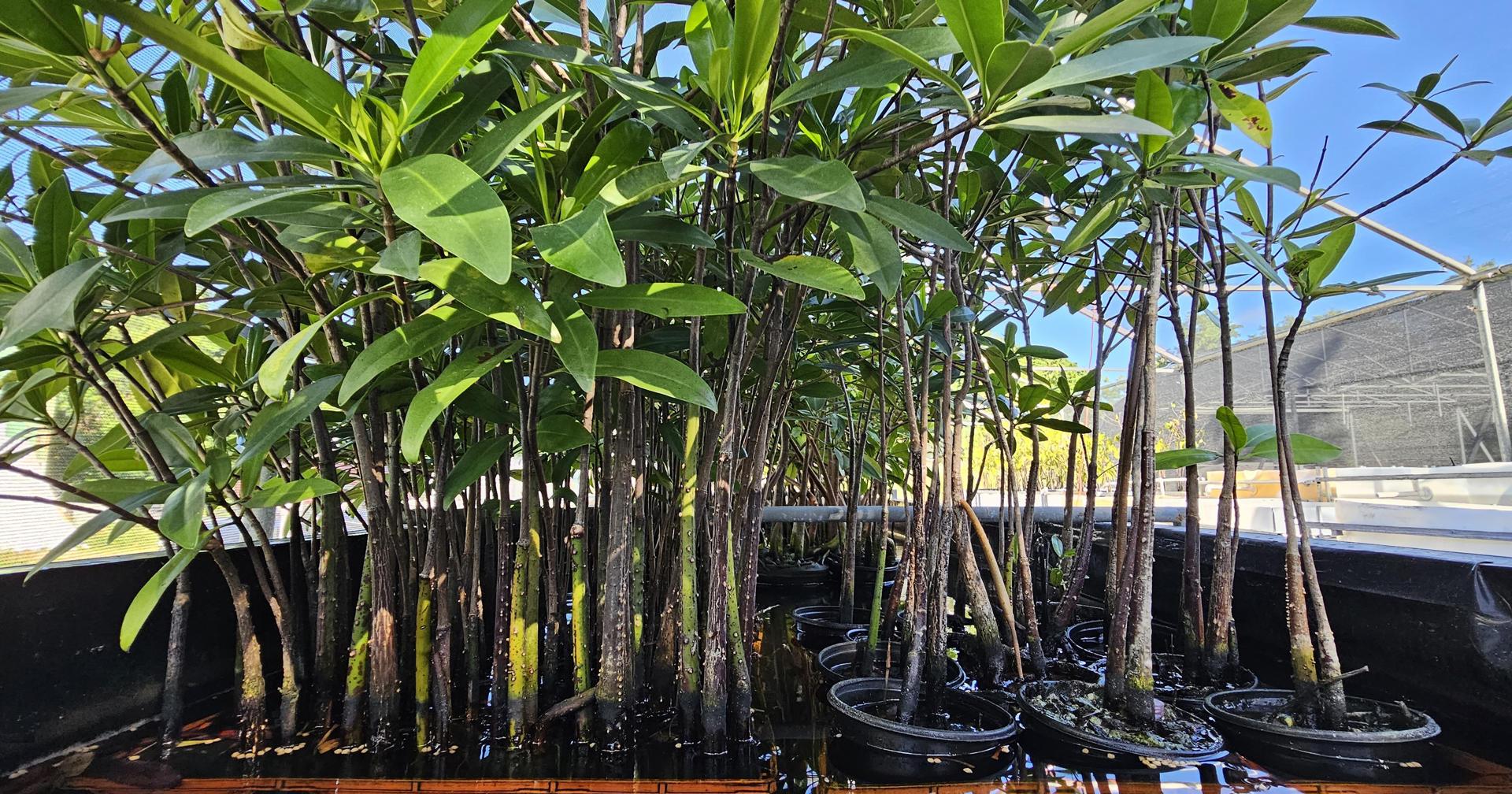 Manglares en Puerto Rico.