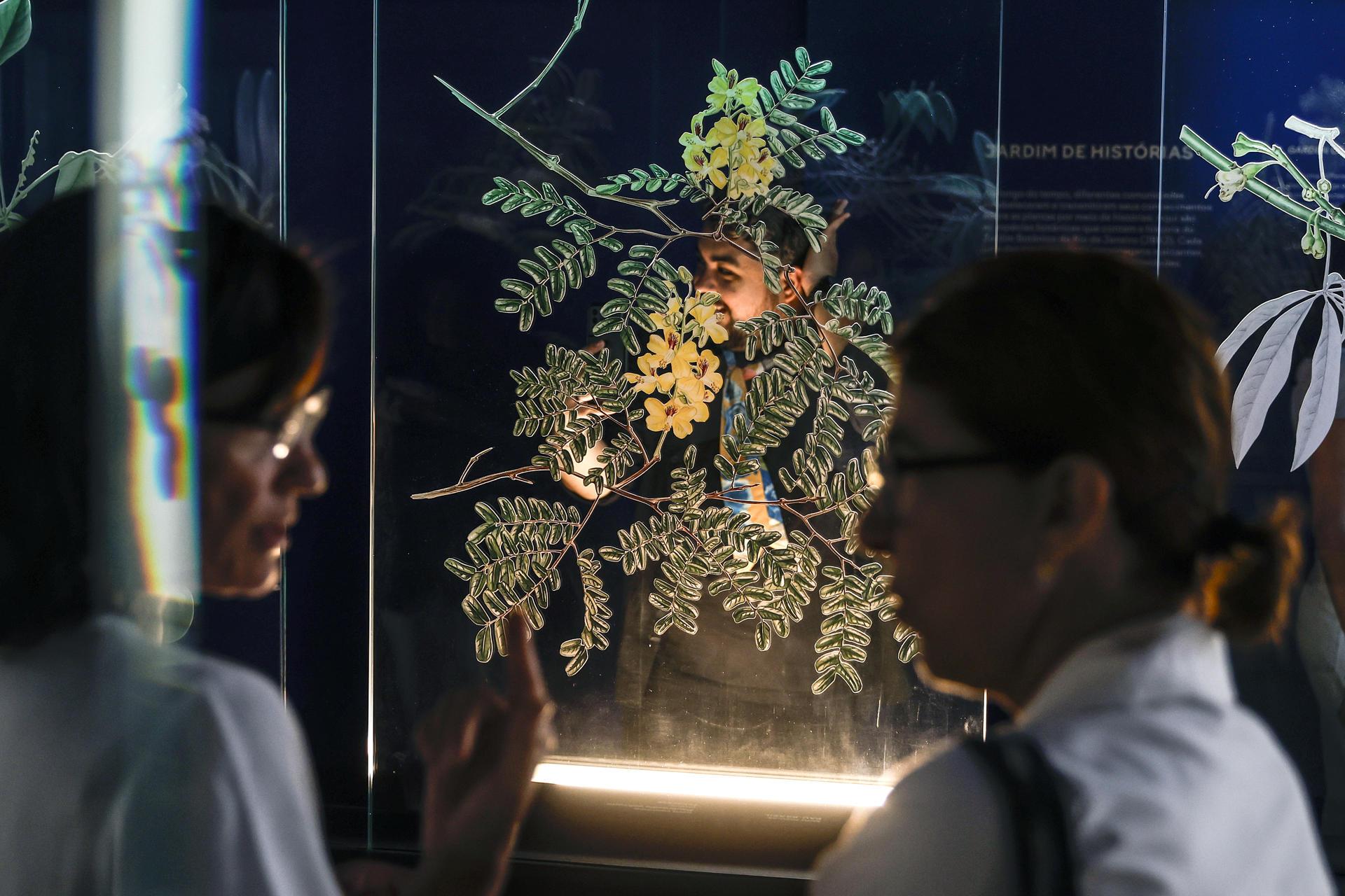 La 'Ceiba pentandra' es la conexión entre el cielo y la tierra en museo de Brasil.