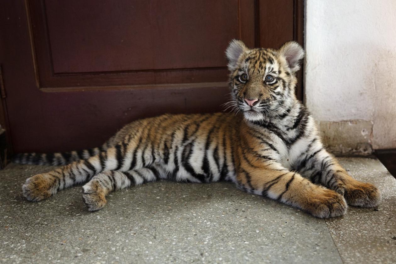Tigresa rescatada en Guatemala.
