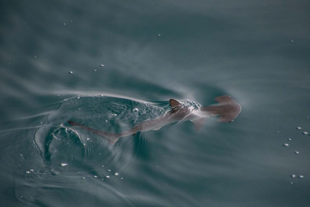 Tiburón martillo liso.