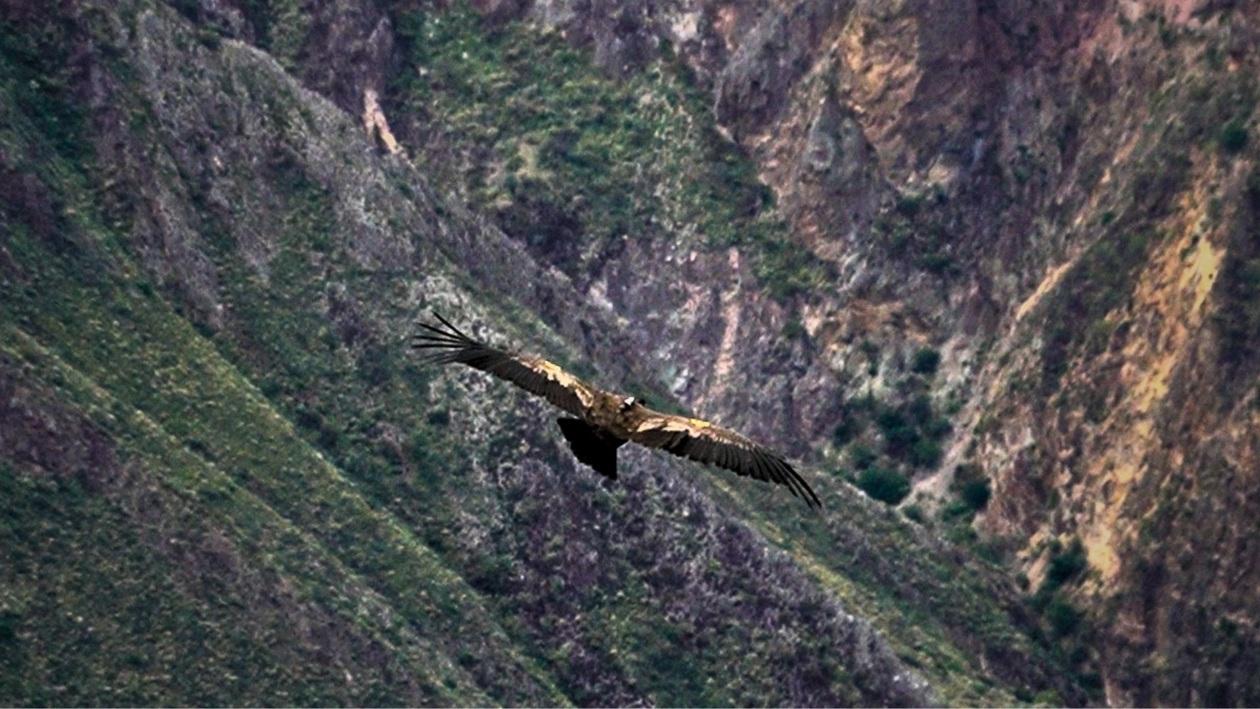 Cóndor andino peruano.