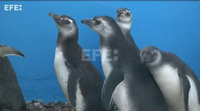 Pingüinos magallánicos.