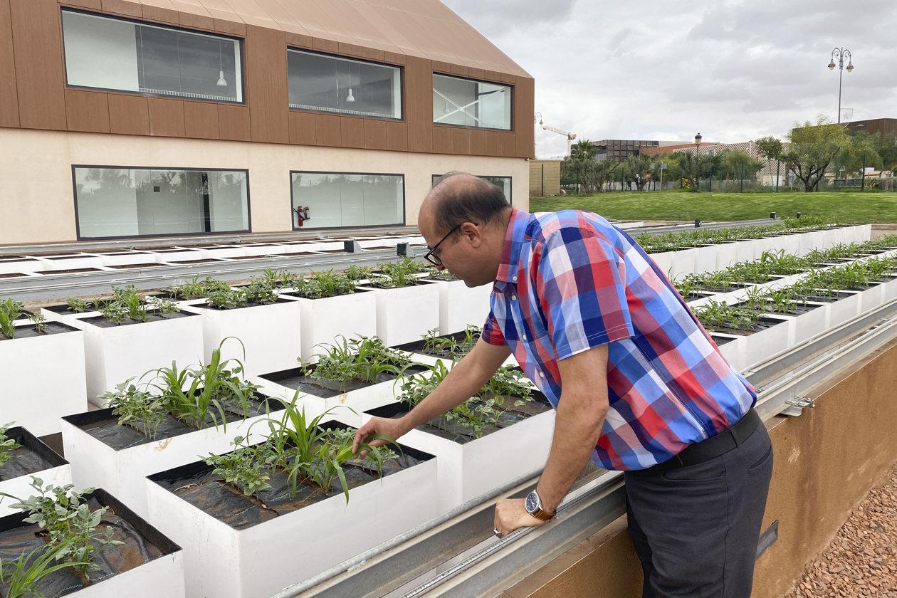 'Cultivos olvidados' en África.