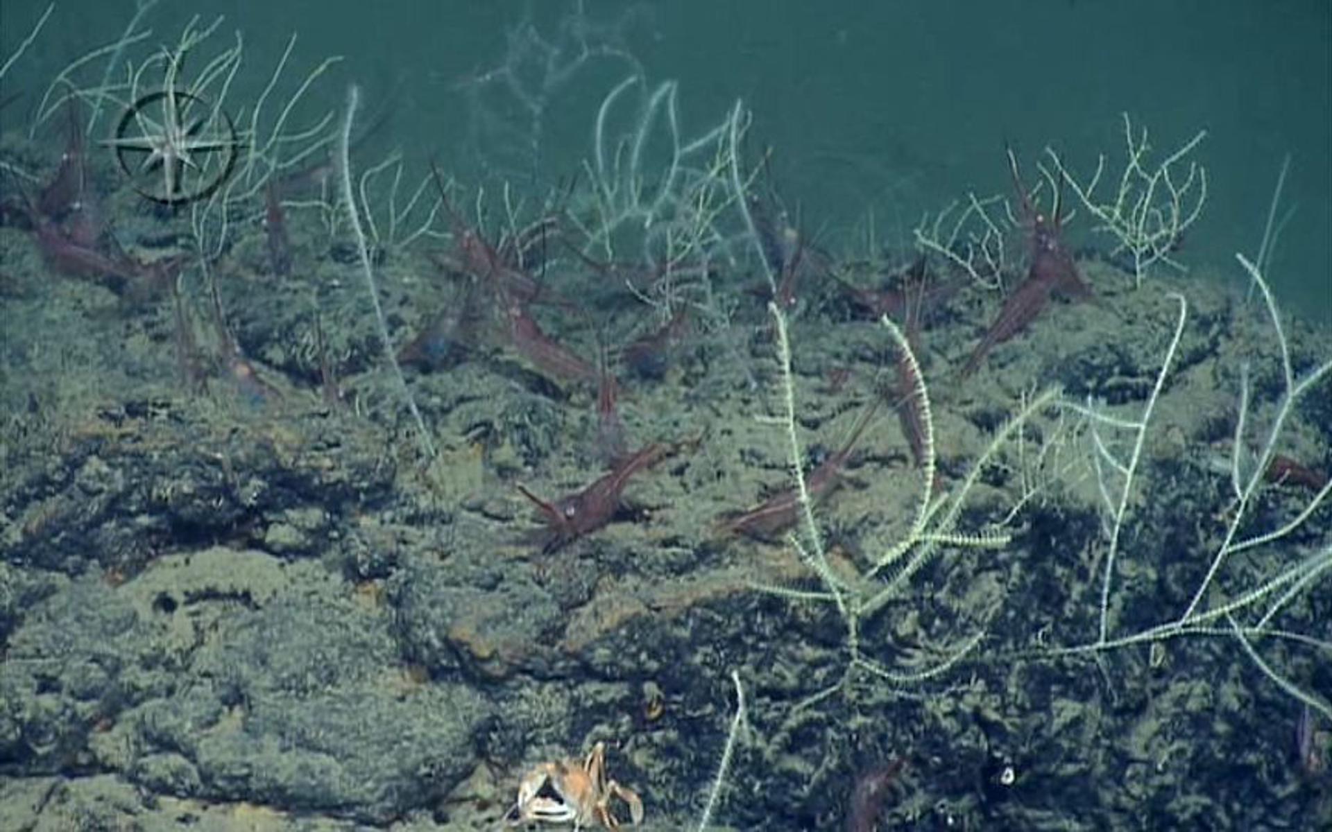 Los océanos ocupan más del 70 % del planeta