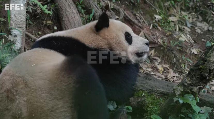 Pareja de pandas fue enviada a EE.UU.