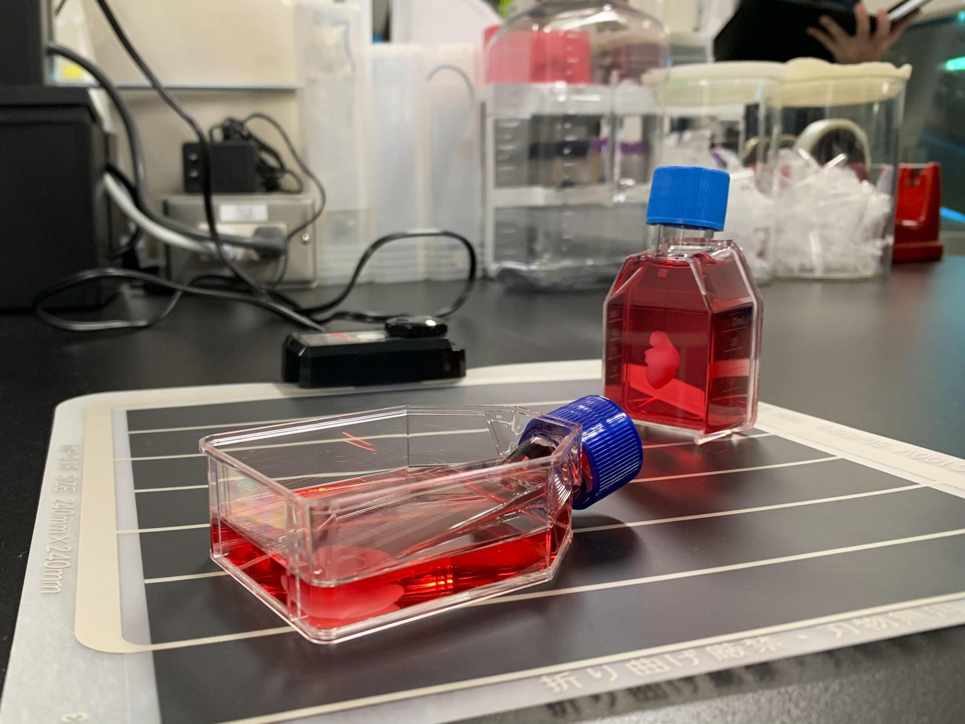 Estos son los parches, o láminas, creadas en la Universidad de Osaka.