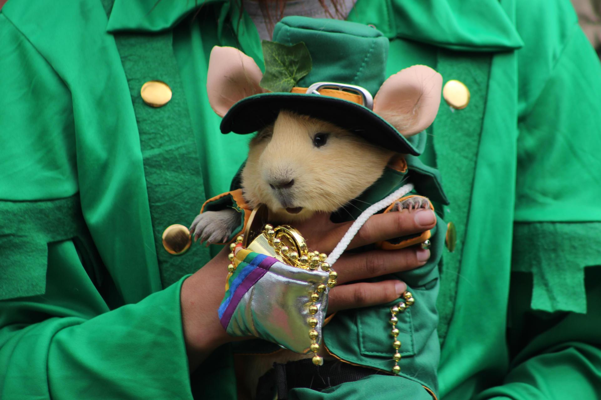 Cuy disfrazado para el festival.