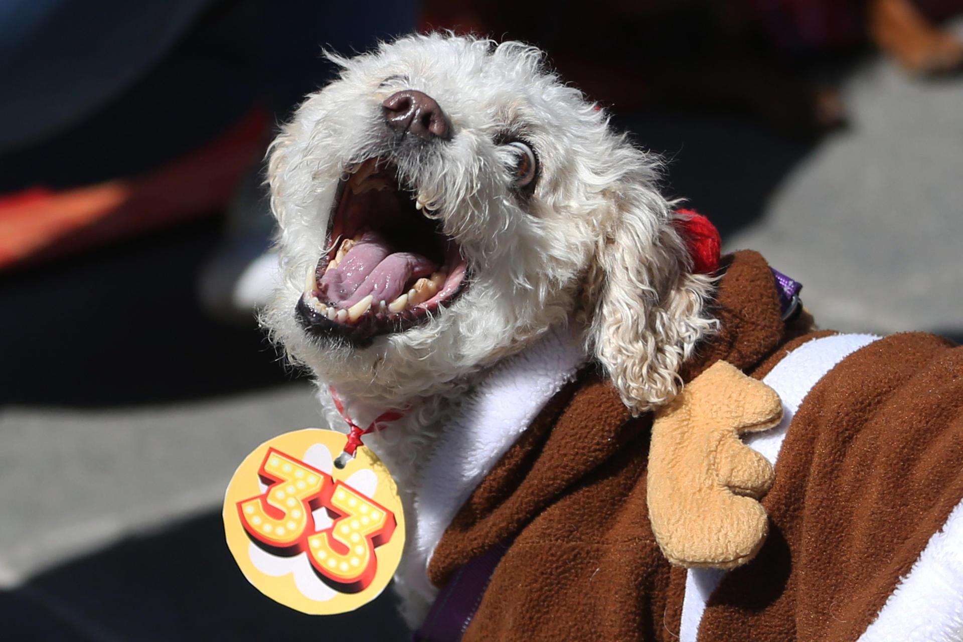  Un perro disfrazado juega durante la conmemoración del día de San Roque, el patrono católico de los canes, este viernes en La Paz.