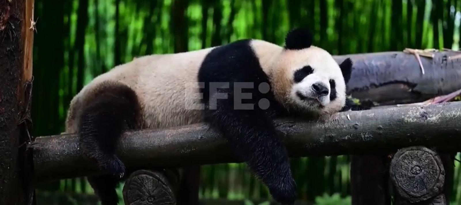 Panda gigante en Hong Kong.