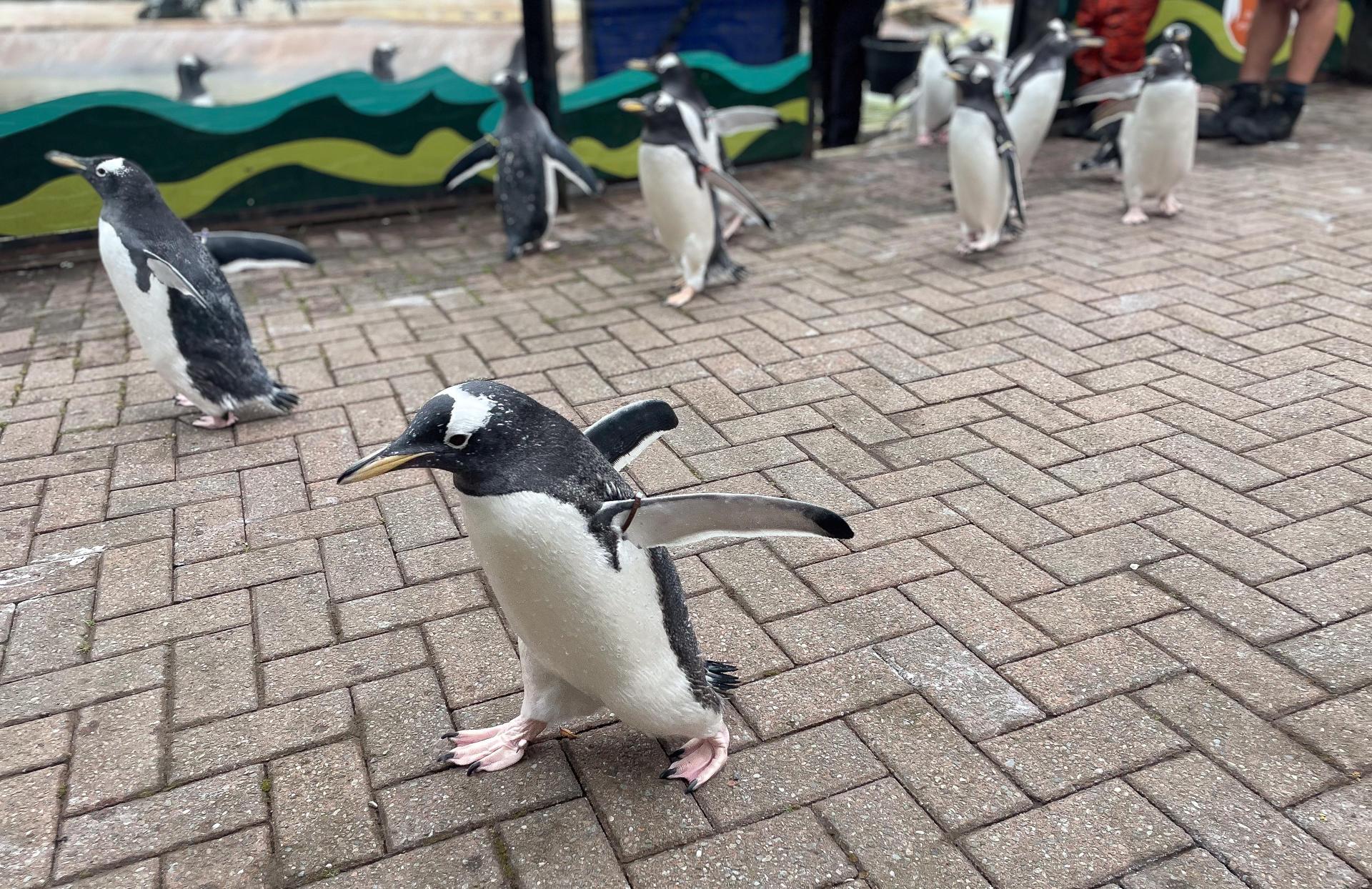 Pingüinos en el zoológico de Edimburgo.