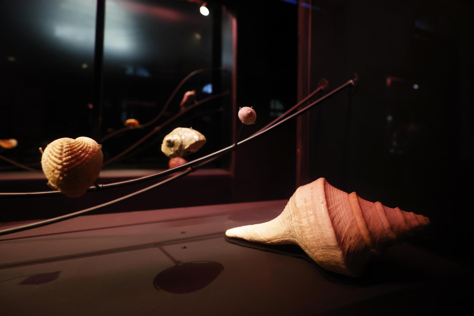 Caracolas de Pablo Neruda.