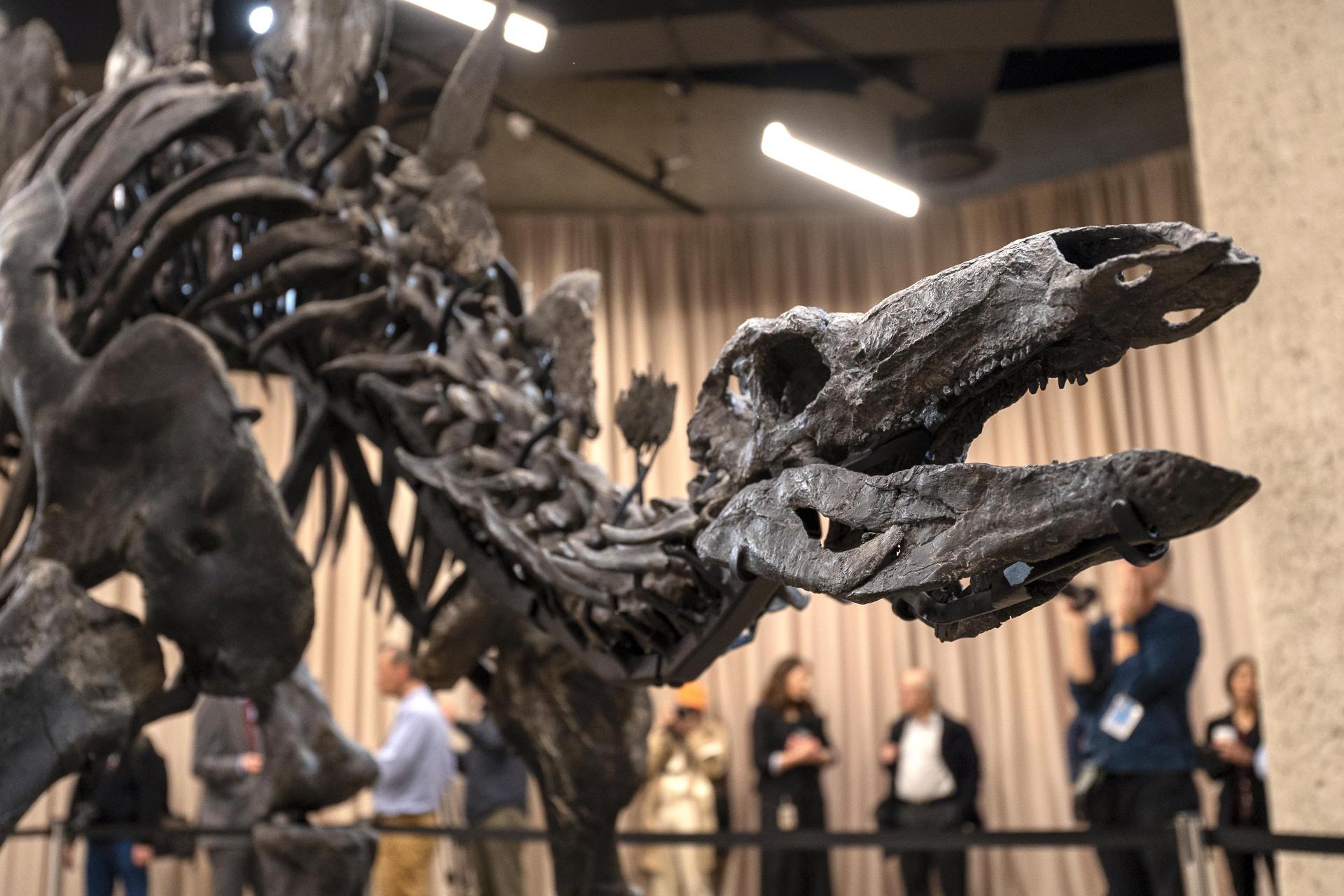 Apex, un fósil de dinosaurio de 150 millones de años, 3,5 metros de alto y 8,2 metros de largo.