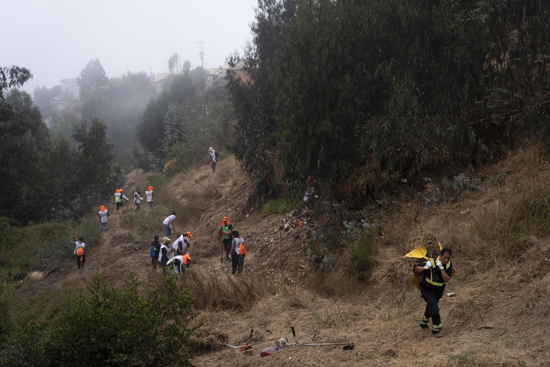 Voluntarios participan en un desmalezado preventivo contra incendios. 