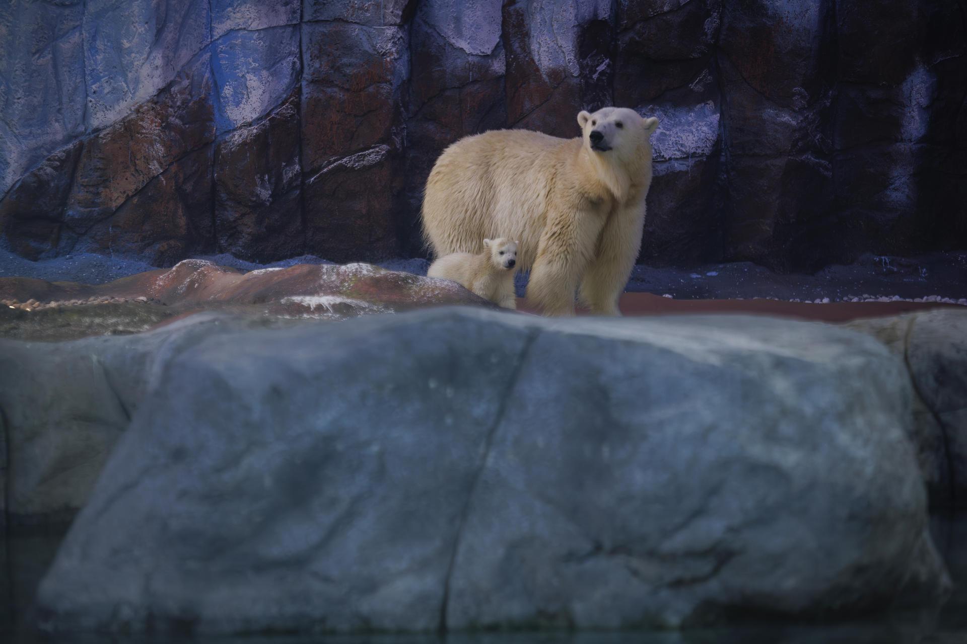 Nur, la primera osezna polar nacida en América Latina, junto a su madre, Aurora.
