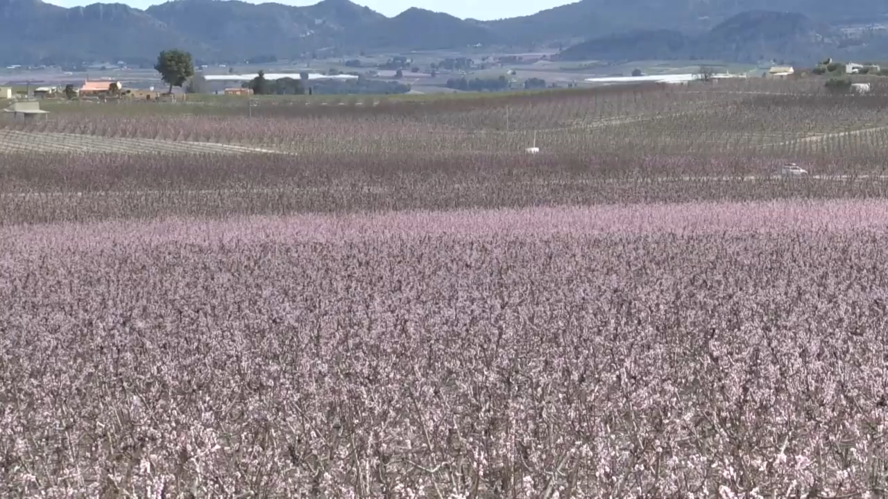 La floración de Cieza.