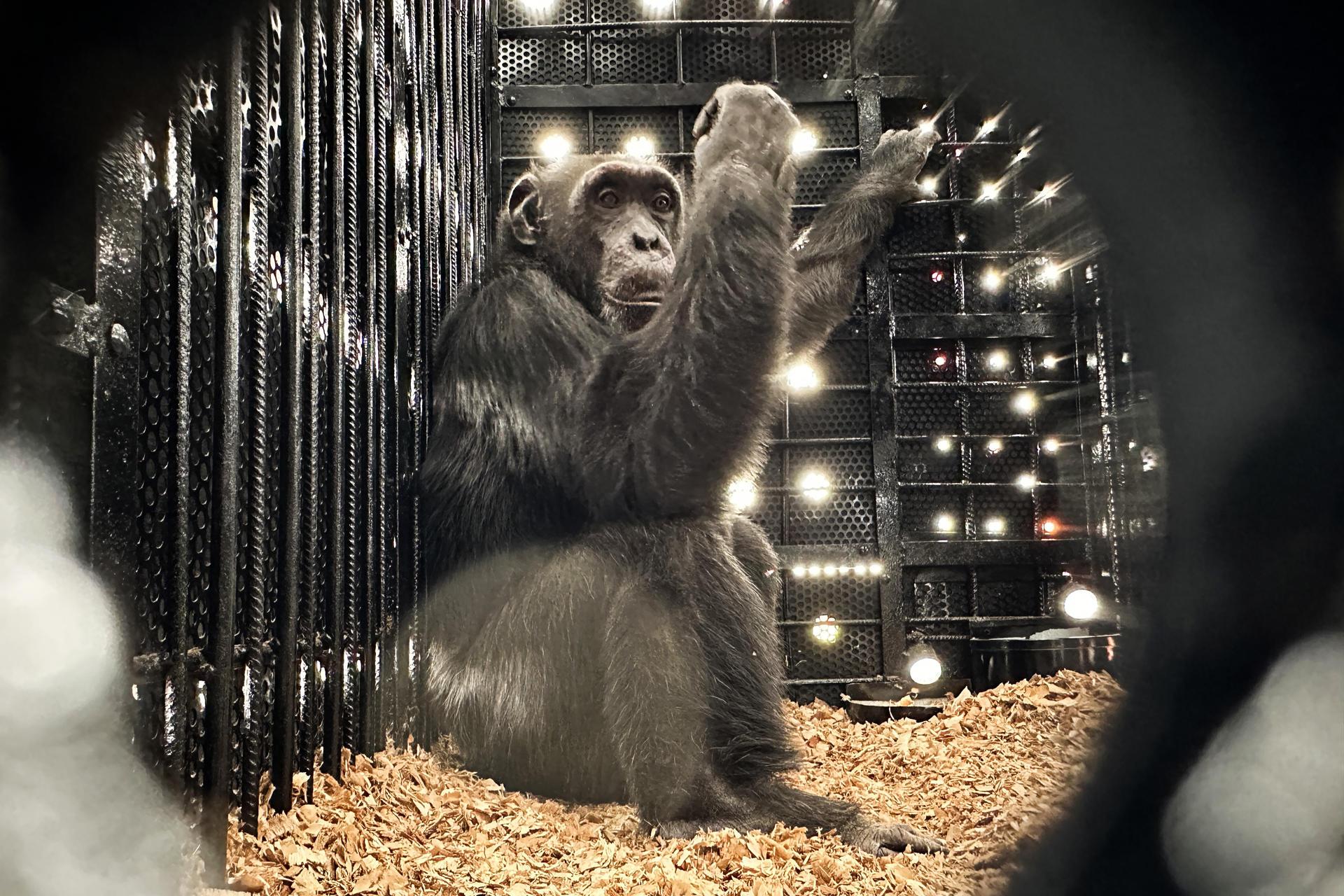 'Yoko' en el Aeropuerto Internacional Matecaña, en Pereira.