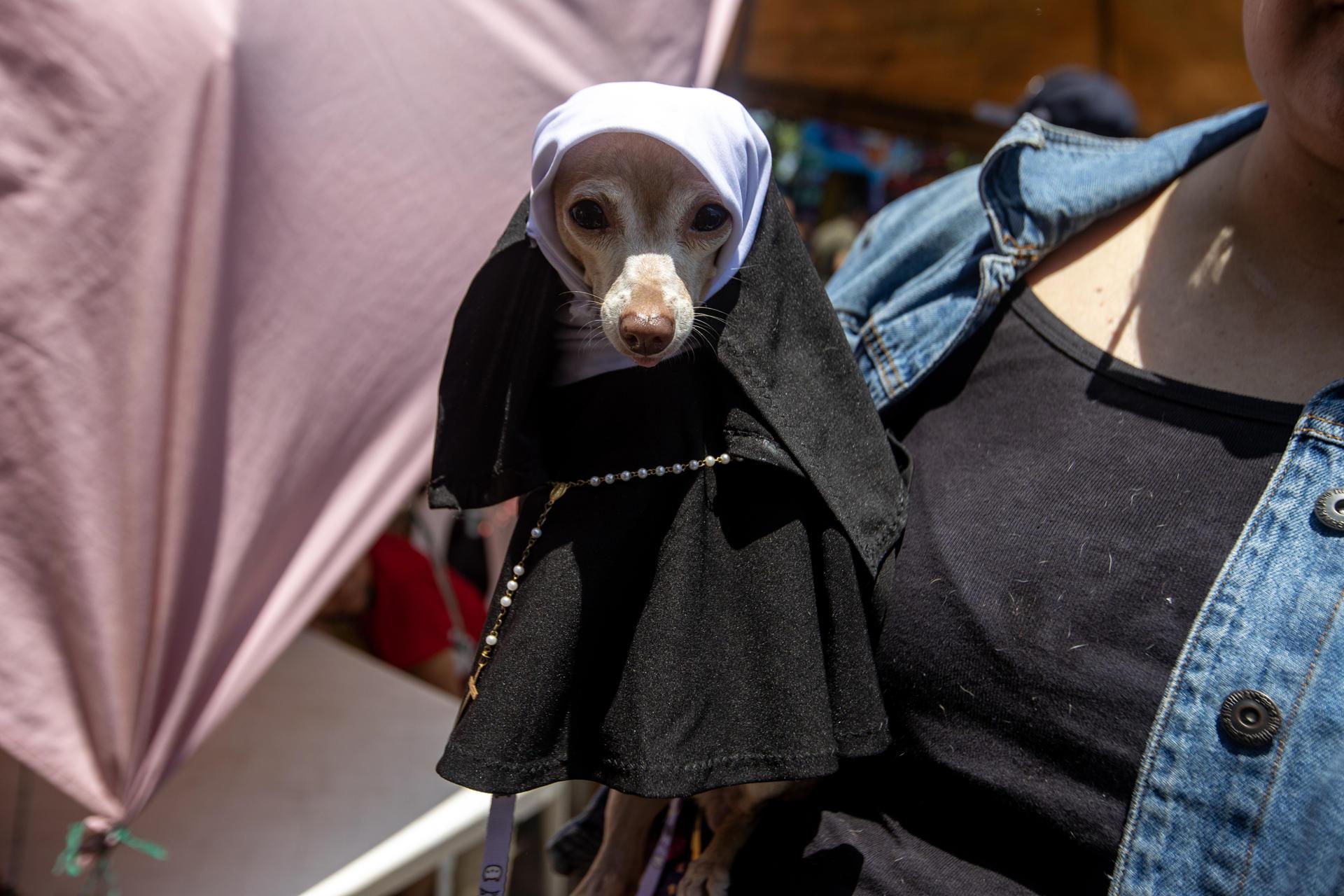 Un perro disfrazado durante la celebración de San Lázaro.