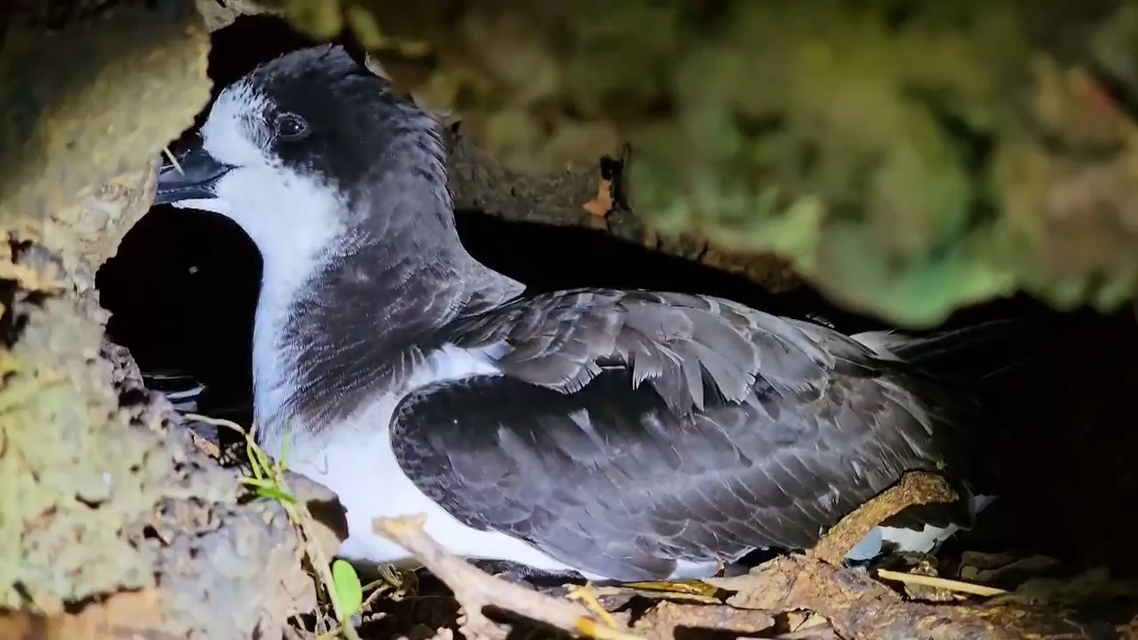 Petreles en Galápagos.