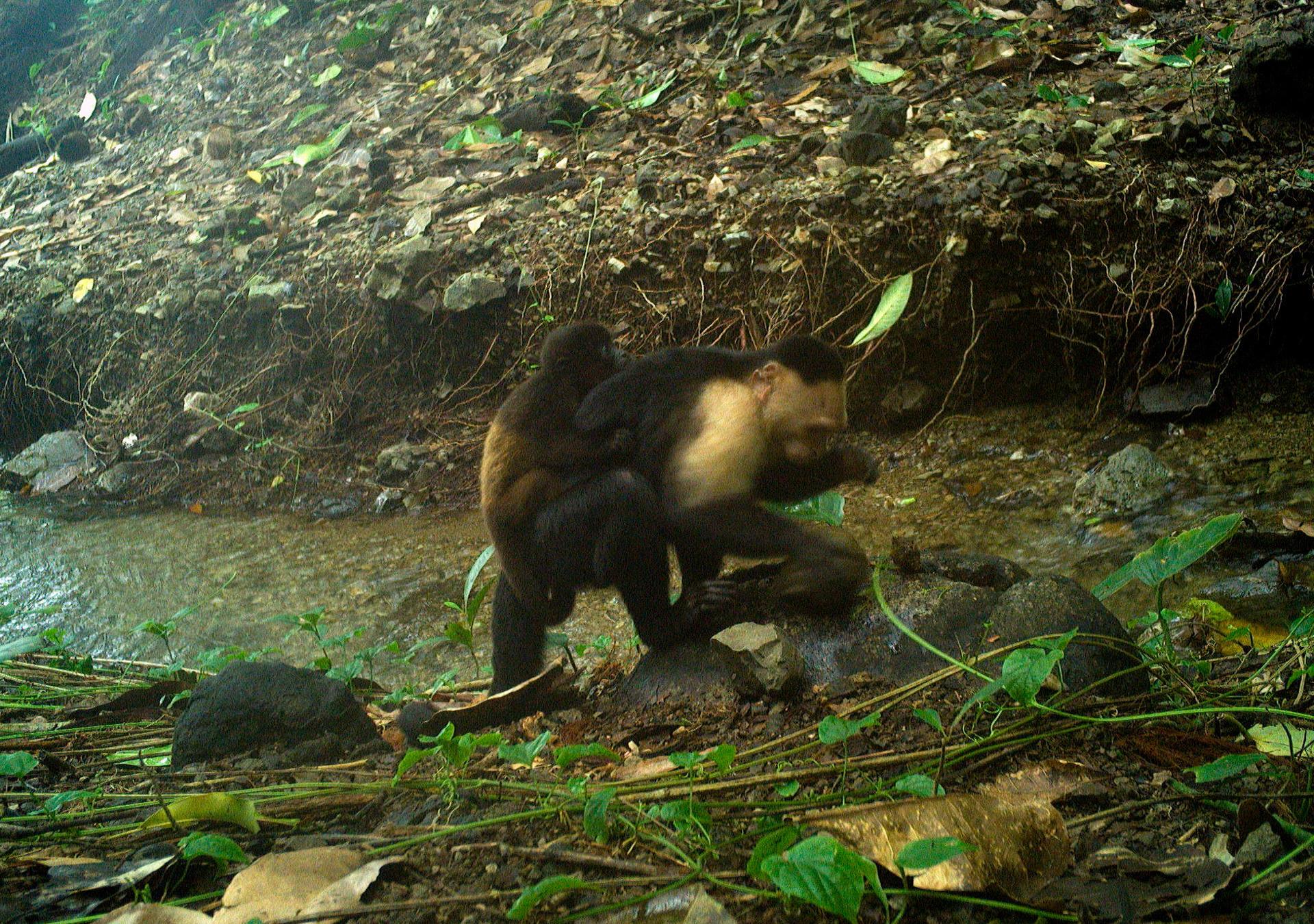 Mono capuchino cargando en su espalda una cría de otra especie.