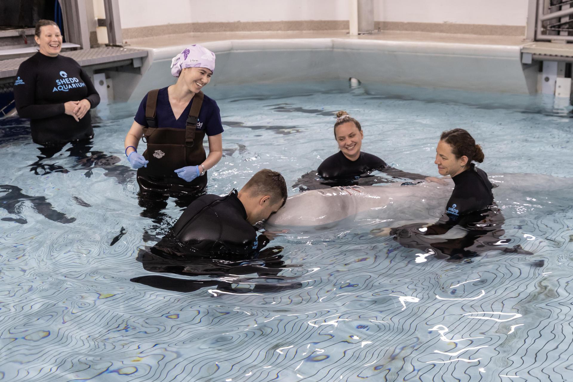 Personal del acuario introduciendo a Kimalu, en un hábitat médico especial tras su cirugía.