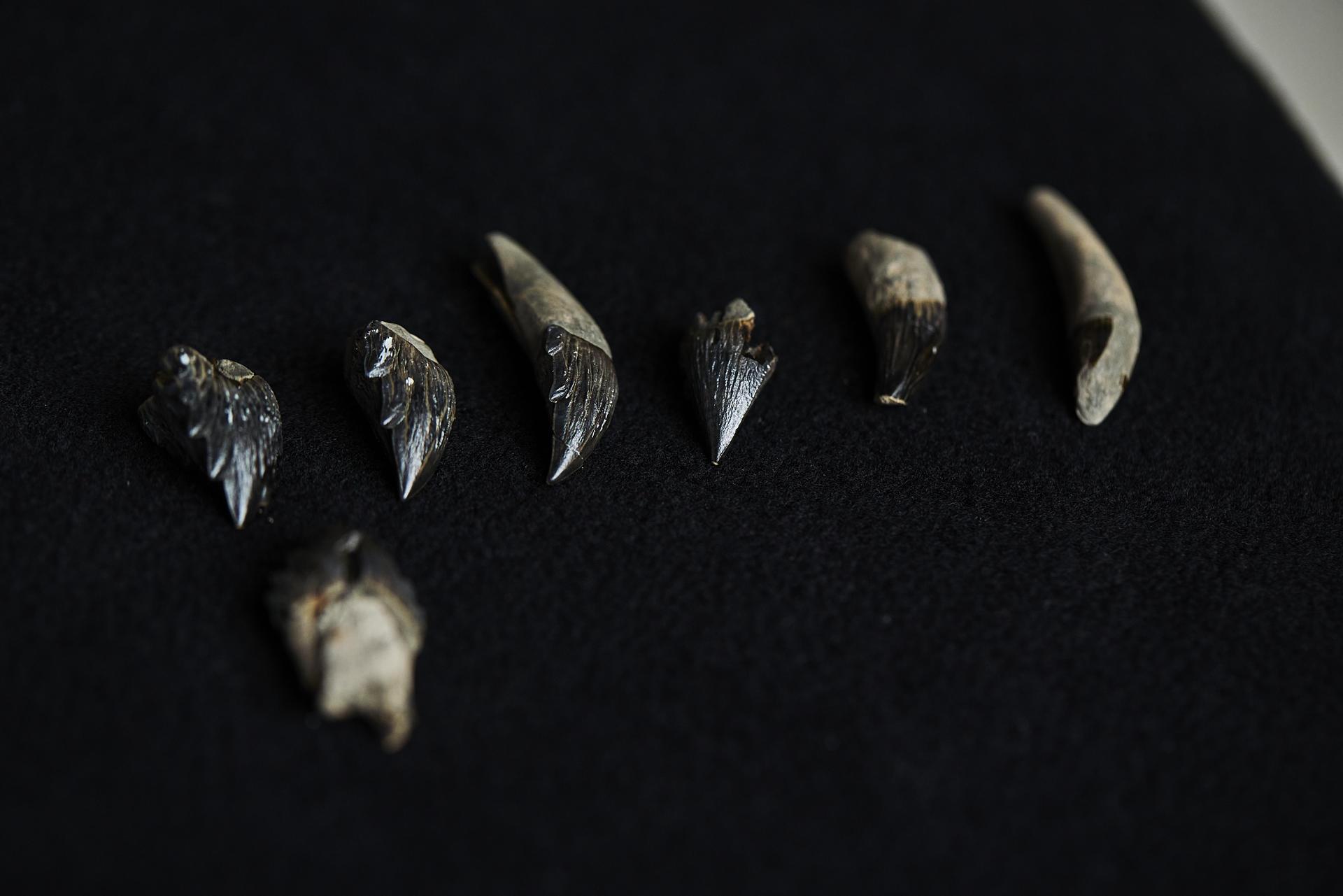 Dientes superiores e inferiores de 'Janjucetus dullardi'.