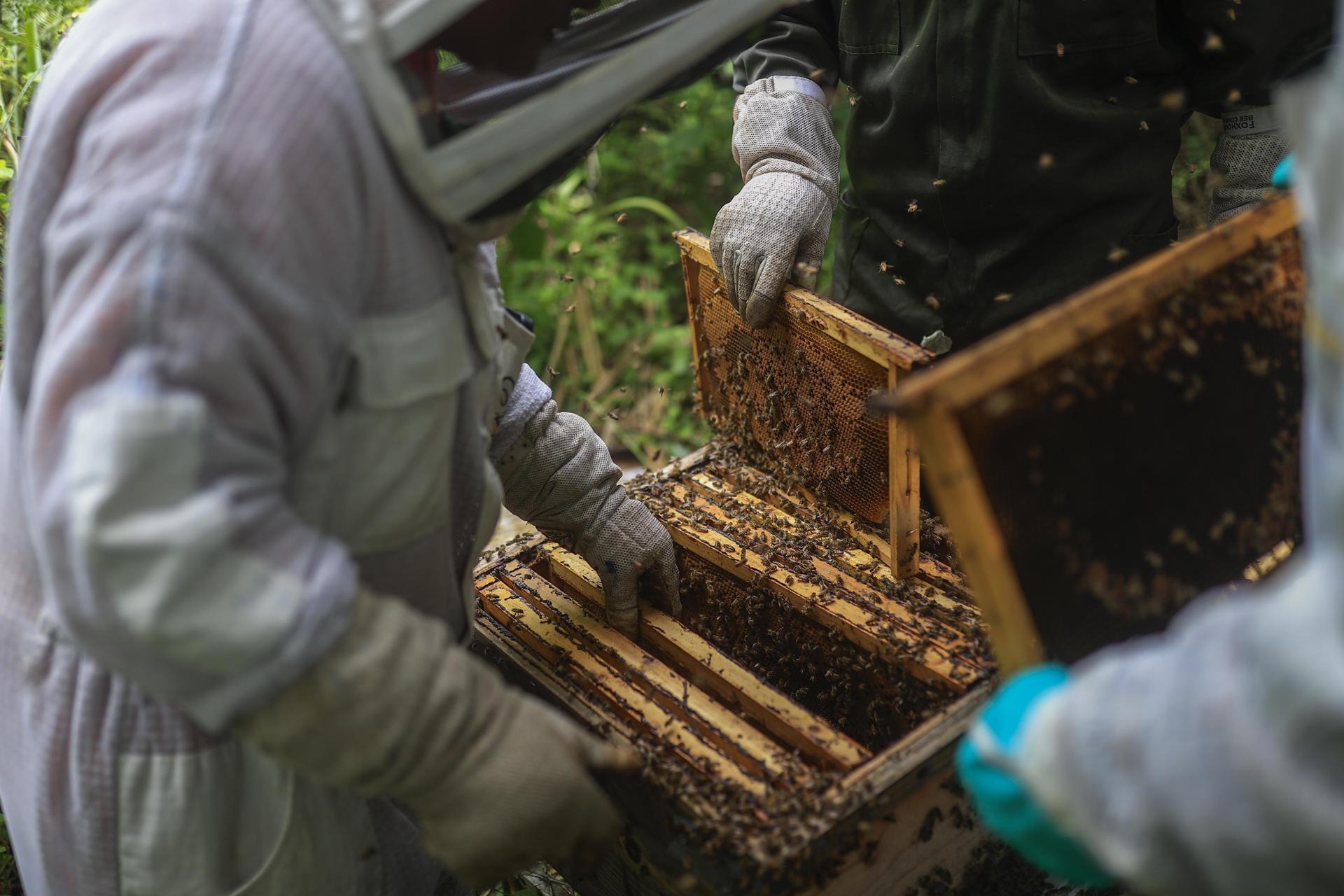 Inspeccionando paneles de abejas.