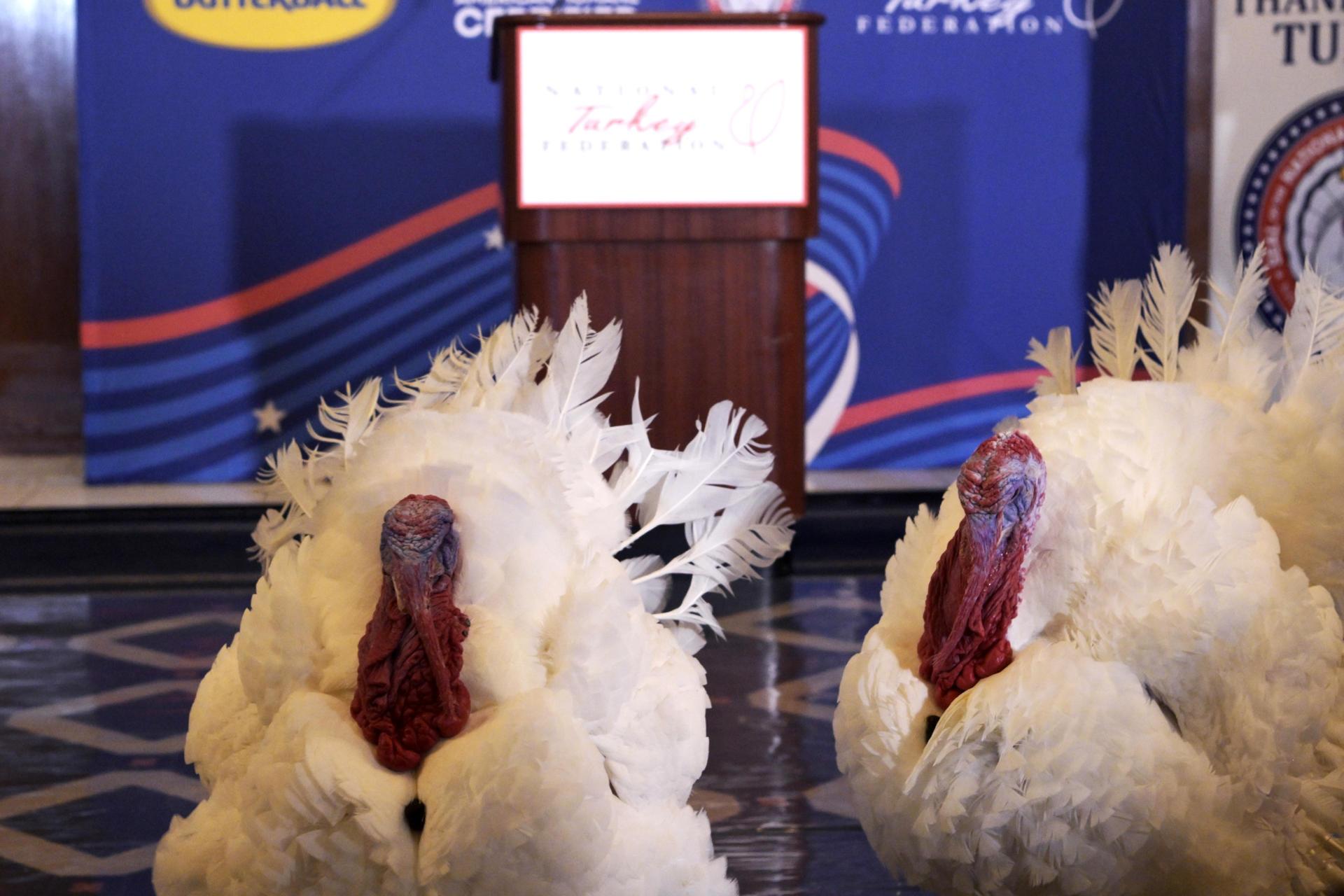 Pareja de pavos Gobble y Waddle.