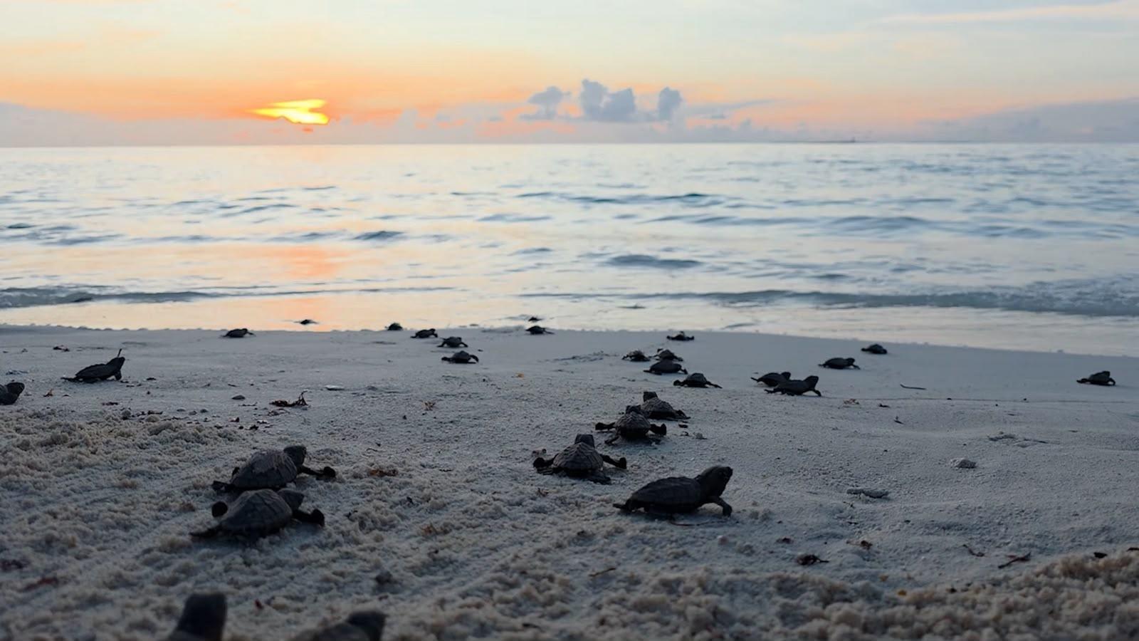 Liberación de tortugas en San Andrés