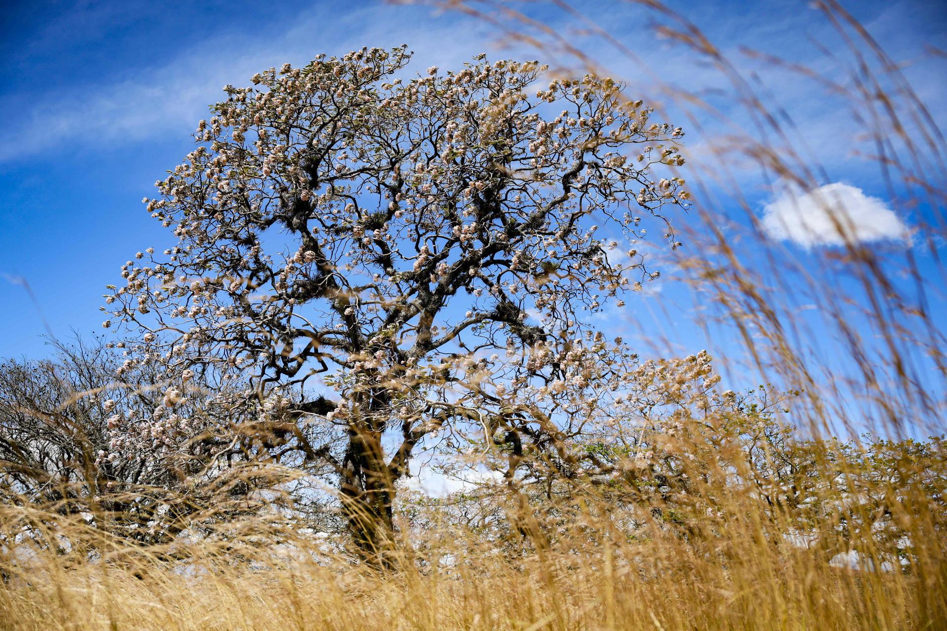 Árbol Roble Sabana florecido en la localidad de Santana al oeste de San José (Costa Rica).