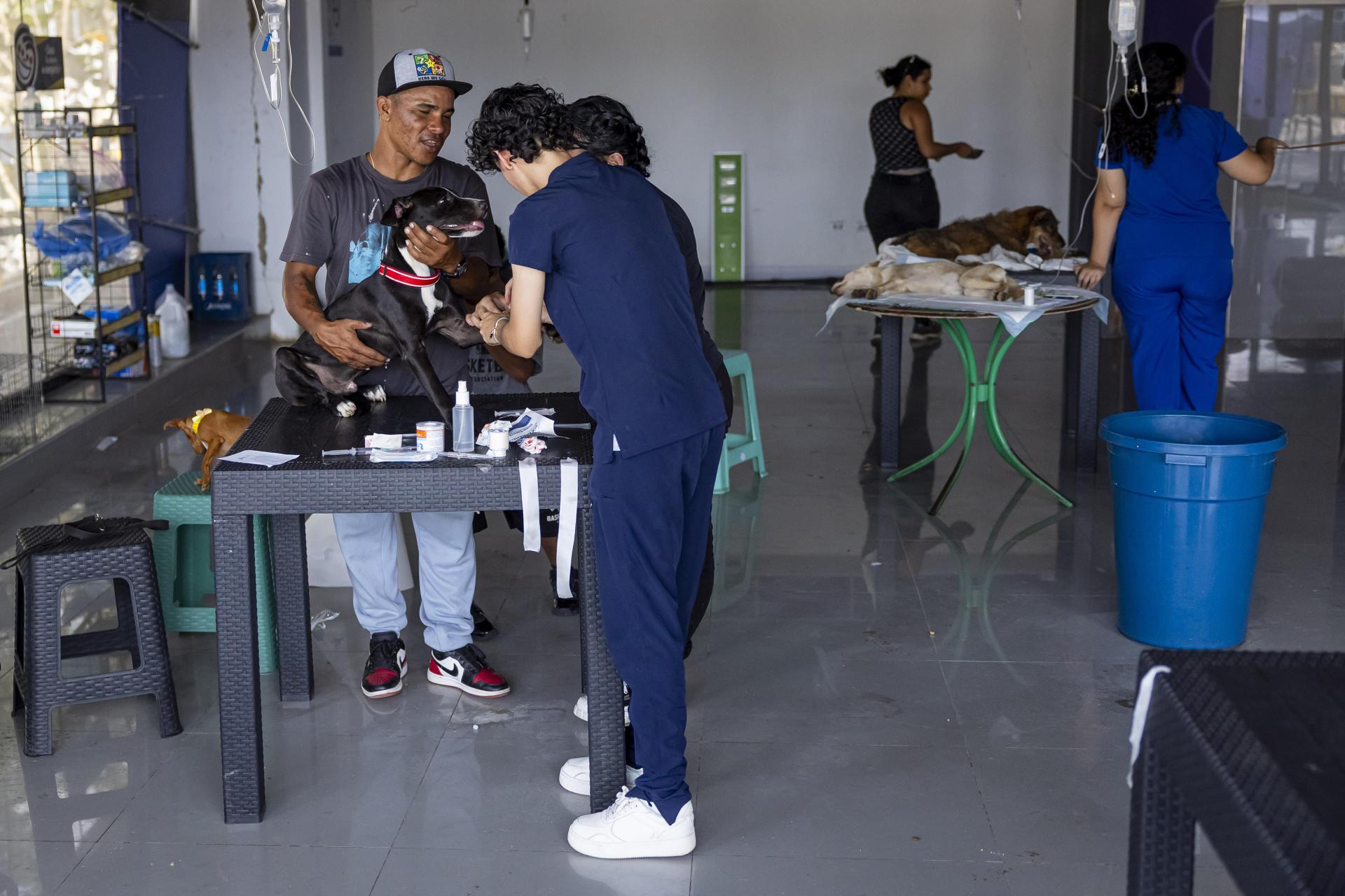 Mascotas recibiendo atención médica en La Guaira.